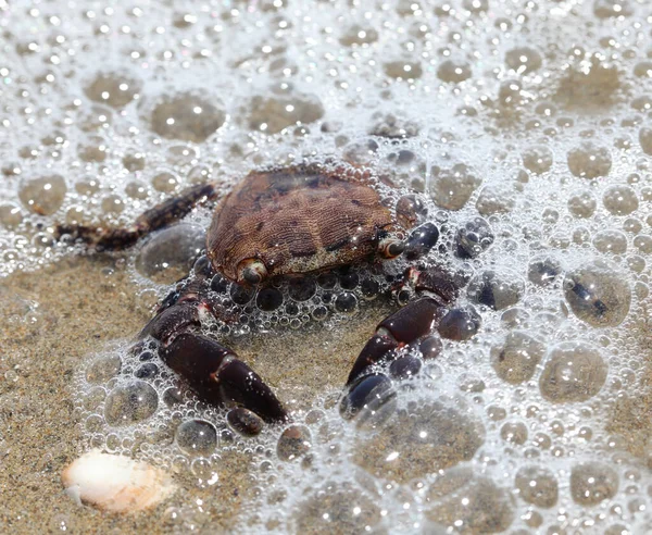 Große Krabbe Mit Kräftigen Krallen Meeresufer — Stockfoto