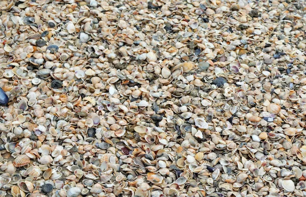 Background Thousands Shell Various Sea Species — Foto Stock