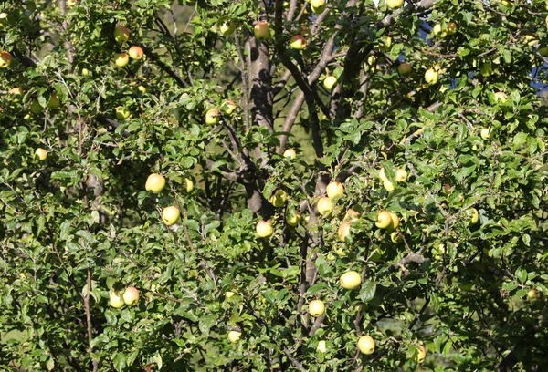 Nombreuses Pommes Mûres Sur Pommier Cultivé Avec Des Systèmes Biologiques — Photo