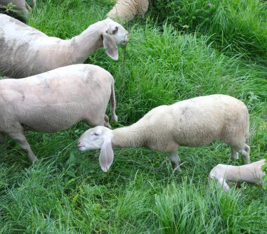 flock with many white shorn sheep grazing in the mountains in summer