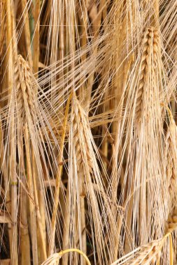 yellow background with golden wheat ears of wheat ripened for harvest in summer