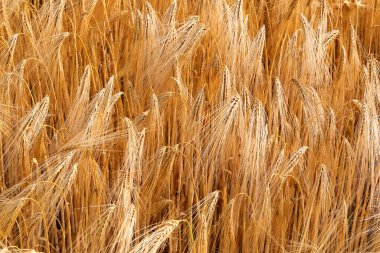 yellow background with golden wheat ears of wheat ripened for harvest in summer