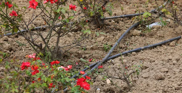 Flowerbed Dengan Mawar Dan Selang Untuk Irigasi Air Otomatis — Stok Foto
