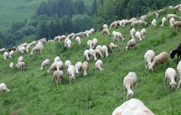 Herd White Shorn Sheep Grazing Mountains Summer — Stock Fotó