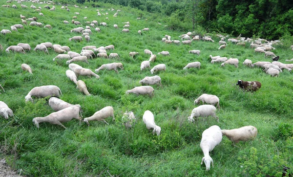 Flock Many White Shorn Sheep Grazing Mountains Summer — 图库照片