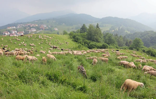 Flock Many White Sheep Already Shorn Production Wool Grazing Mountains — Stock Photo, Image