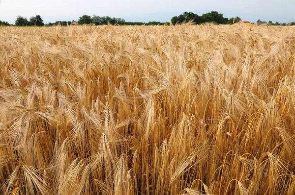 Cultivated Wheat Field Golden Ripe Ears Ready Harvest Early Summer — Zdjęcie stockowe