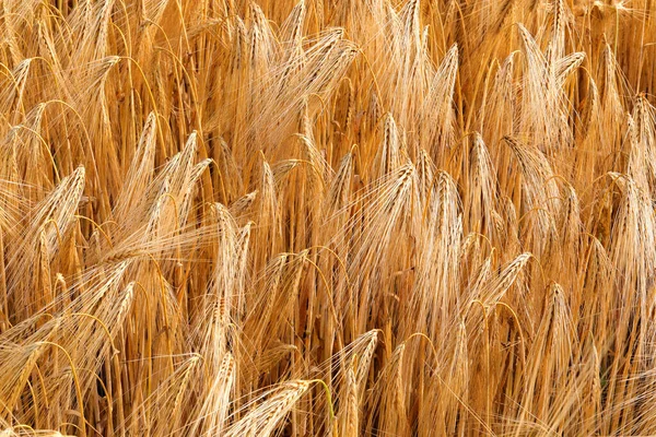 Yellow Background Golden Wheat Ears Wheat Ripened Harvest Summer — стоковое фото