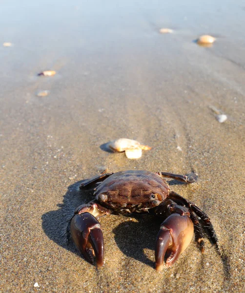 Gran Cangrejo Con Poderosas Garras Orilla Del Mar — Foto de Stock