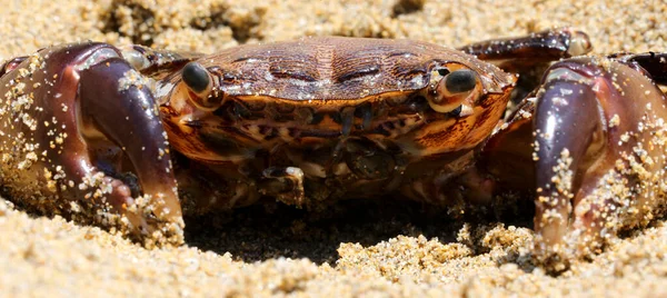 Dreigende Krab Met Grote Klauwen Verborgen Het Zand Van Het — Stockfoto