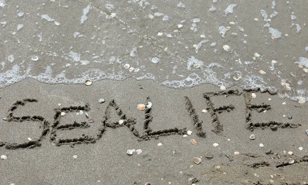 Слово Sealife Написане Піску Пляжу Моря — стокове фото