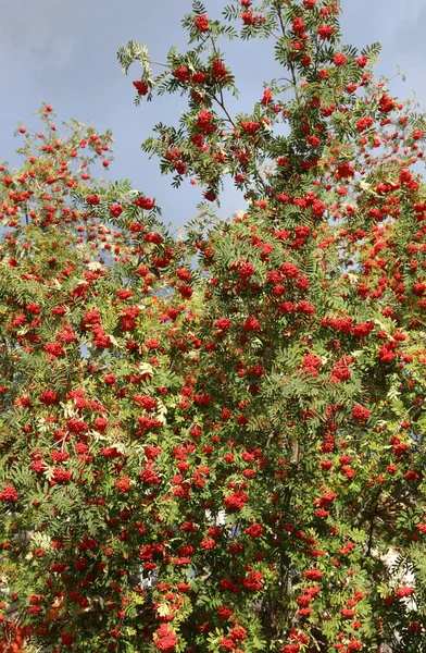 Träd Med Mogna Röda Bär Som Heter Sorbus Aucuparia Eller — Stockfoto