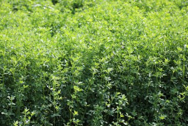 İnekleri beslemek için yem olarak kullanılan özel yeşil otlar.