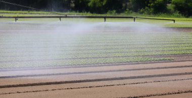 Yaz kuraklığı sırasında ekilen tarlaya su vermek için otomatik sulama sistemi.
