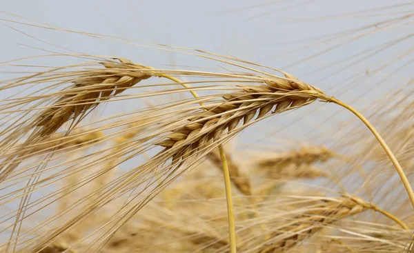 Cultivated Wheat Field Golden Ripe Ears Ready Harvest Early Summer — Stok fotoğraf