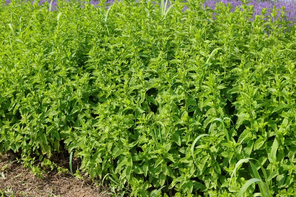 Hojas Verdes Menta Cultivadas Arbustos Para Recetas Aromáticas Para Producción —  Fotos de Stock