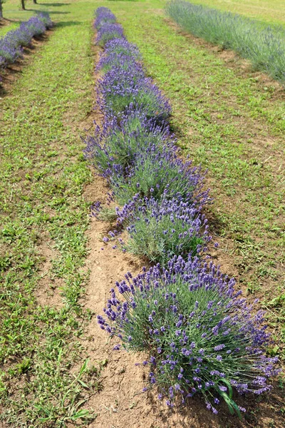 Lavender Flower Bushes Field Production Perfumes Essential Oils — Stock fotografie