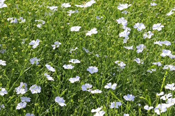 Malé Modré Květy Lněné Rostliny Pro Výrobu Vzácných Semen Tkanin — Stock fotografie