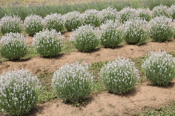 Lavender Flower Bushes Field Production Perfumes Essential Oils — стоковое фото