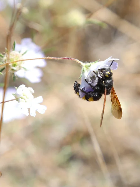 Perigosas Vespas Tipo Mamute Sugando Néctar Flor — Fotografia de Stock