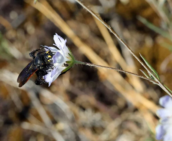 Vespa Perigosa Chamada Mammut Enquanto Chupa Flor Campo — Fotografia de Stock