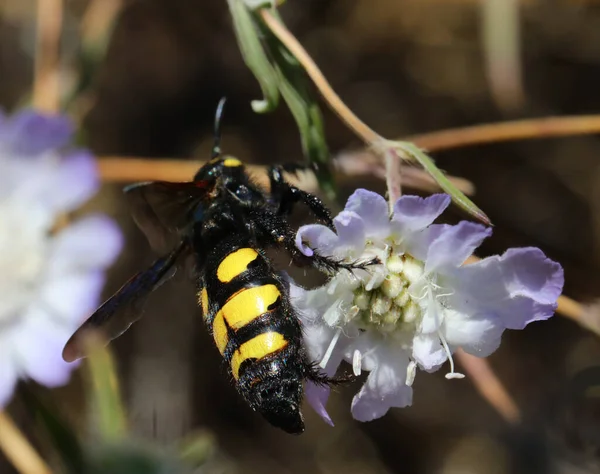 Gevaarlijke Wesp Genaamd Mammut Terwijl Zuigen Bloem — Stockfoto