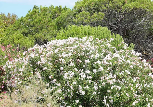 Белые Цветы Олеандрового Растения Характерные Средиземноморской Растительности Летом — стоковое фото