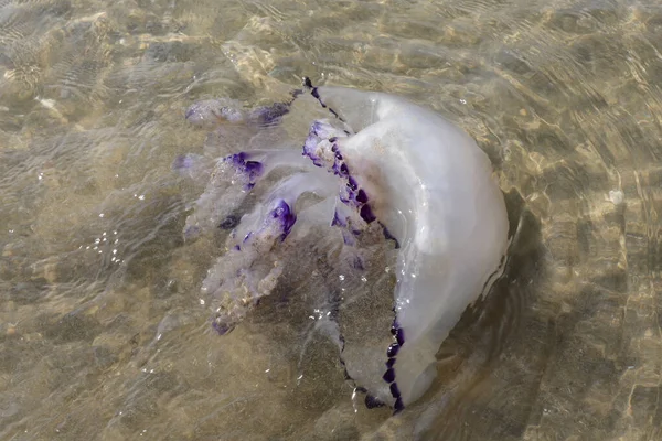 Grosses Méduses Avec Tentacules Piquantes Échouées Sur Bord Mer — Photo