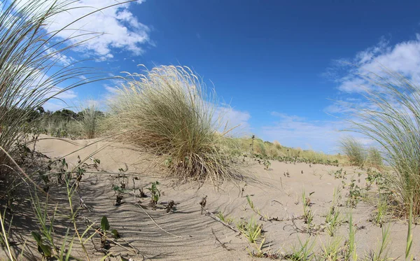 Wild Desert Landscape Sand Some Bushes Blue Sky — Stock Photo, Image