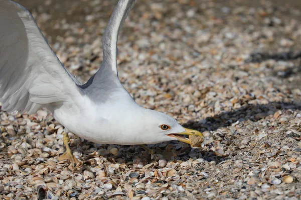 Mouette Blanche Bord Mer Été Recherche Nourriture — Photo