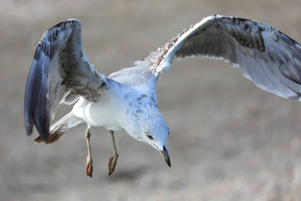 Grote Witte Meeuw Aan Kust Zomer Zoek Naar Voedsel — Stockfoto