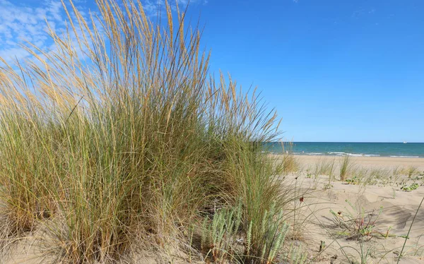 Desert Landscape Dunes Withered Bushes Sea Distance — Stock Photo, Image