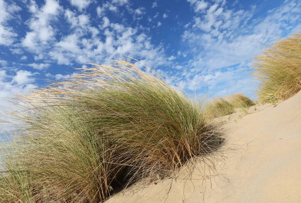 Desert Landscape Sand Dunes Bushes Blue Sky Summer — Stock Photo, Image