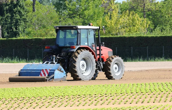 Tractor Large Wheels Cultivated Field Sowing Harvesting Lettuce — Stock Photo, Image