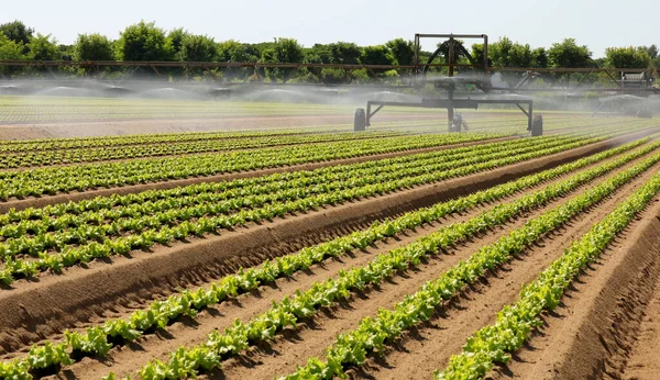 夏の干ばつの間の栽培に水を与えるために栽培フィールド上の自動灌漑システム — ストック写真