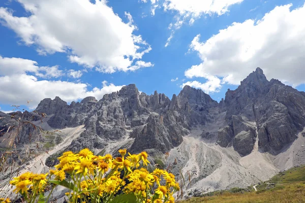 Gelbe Blüten Der Arnika Montana Und Der Dolomiten Den Europäischen — Stockfoto