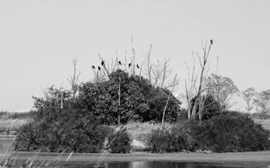 Kuzgunlar tarafından istila edilmiş ve bataklıkla çevrili küçük bir ada.
