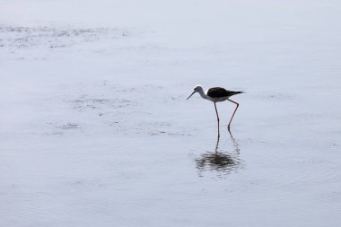 İtalya 'nın kuş şövalyesi gölün sularında uzun ve ince pençeleri var.