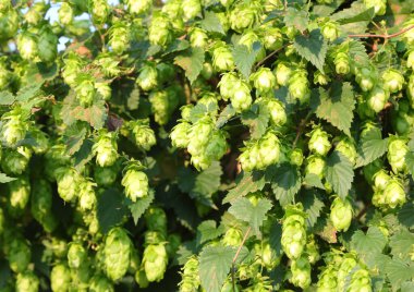 Berwing endüstrisinde kullanmak ve bira yapmak için bitkinin üzerinde olgunlaşmış zıplama çiçekleri