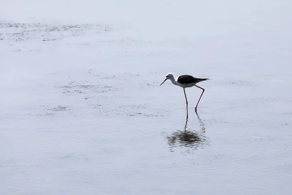 Cavaleiro Pássaro Itália Com Patas Longas Finas Água Lagoa — Fotografia de Stock