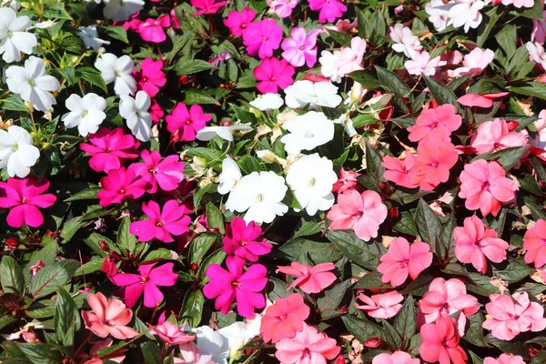 Yaz Aylarında Sabırsız Walleriana Adı Verilen Çiçeklerin Arkaplanı — Stok fotoğraf