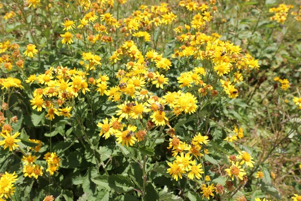 Flores Arnica Montanha Amarela Florescidas Verão Flora Alpina Típica Norte — Fotografia de Stock