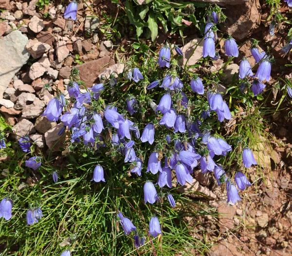 Flor Azul Campanula Verão Flora Alpina Típica Norte Itália — Fotografia de Stock