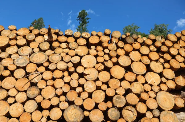 Pile Cut Logs Lumberjacks Industrial Sawmill Mountains — Stock Photo, Image