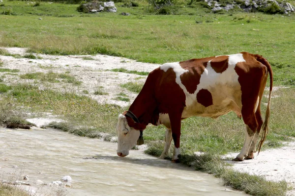 Vaca Pastando Mientras Bebe Arroyo Montaña —  Fotos de Stock