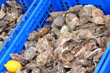 Balıkçı dükkanında satılık bir sürü yeni yakalanmış istiridye var.