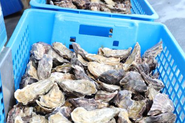 Balıkçı dükkanında satılık bir sürü yeni yakalanmış istiridye var.