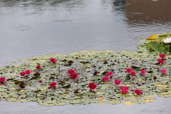 夏になると池の水に赤い睡蓮がたくさん浮かびます — ストック写真