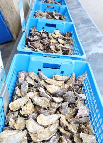 crates of oysters of various sizes for sale in the city in northern france