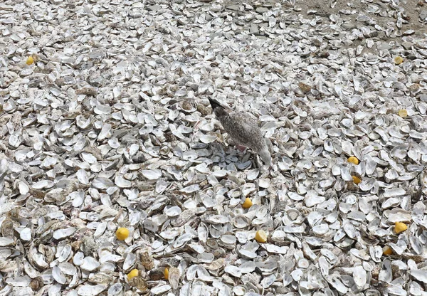 Seagull Looking Molluscs Shells Oysters Thrown Tourists Cancale Beach France — Stock Photo, Image